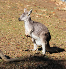 Rock Wallaby at Tallowa Dam in Kangaroo Valley