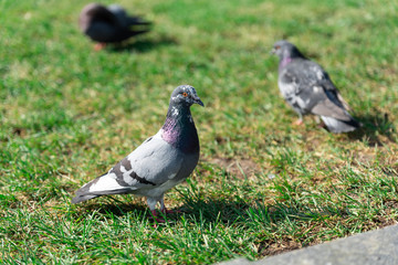 pigeon nature