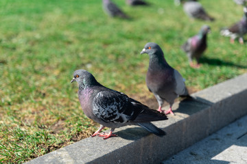 pigeon nature