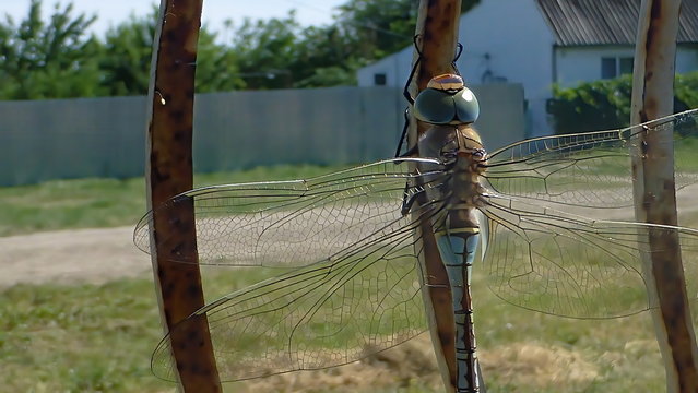 Dragonfly