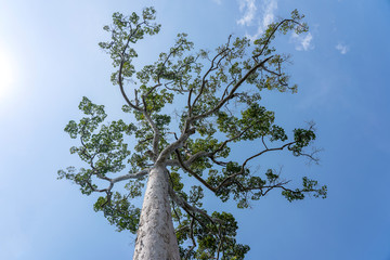 Fototapeta premium The big tropical tree with sky background, view from below. Scientific name Dipterocarpus alatus or Yang Na Yai tree. Phangan, Thailand