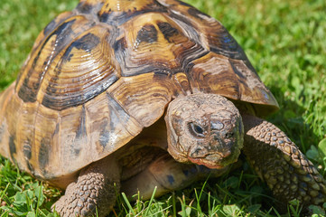 Tortoise in the green grass; turtle (Testudo hermanni)