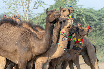 Camels in desert Thar during Pushkar Camel Fair, Rajasthan, India