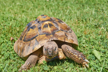 Tortoise in the green grass; turtle (Testudo hermanni)