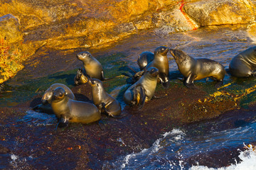 CAPE FUR SEAL, False Bay, South Africa, Africa