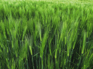 ein frisches Gerste Feld im Frühling. Die grünen Halme stehen dicht neben einander