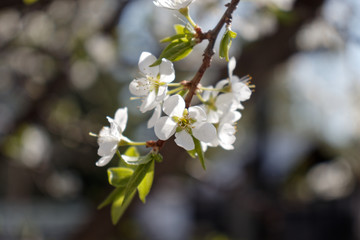 Fototapeta na wymiar Plum blossom