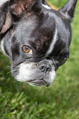 Portrait picture of a French Bulldog puppy who is standing in the yard on the grass