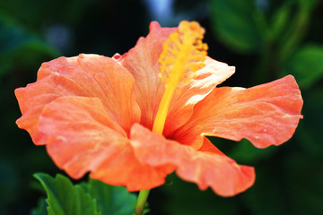 Hibiscus