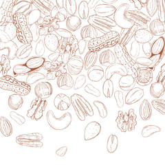 Fototapeta na wymiar Vector background with hand drawn nuts. Sketch illustration.