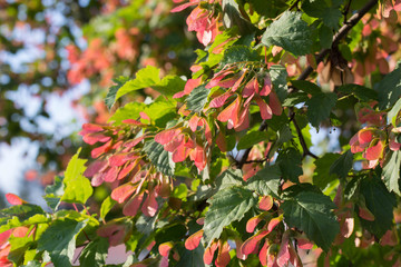 Acer tataricum, Tatar maple, Tatarian maple foliage and fruit