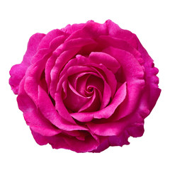 Pink Rose Against White Background
