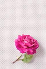Fototapeta premium Beautiful rose flower on polka dot background.