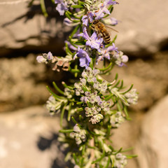 Bees, honey bee sucking nectar and polinating on Rosemary, Rosmarin Flower, Rosmarinus officinalis, with its beautiful lilac flowers and green needles