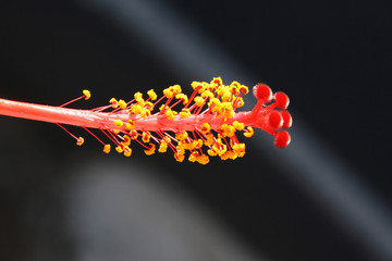 Hibiscus © Stephan von Mikusch