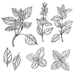  Hand drawn spicy herbs. Basil. Vector sketch  illustration.