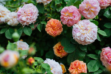 Bush of beautiful fragrant pink and orange multi-coloured roses. Green leaves.