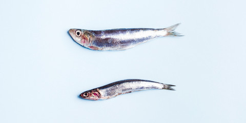 Two fresh anchovies, big ans small, on light blue background.