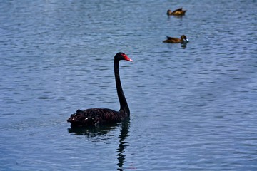 black swan in the morning