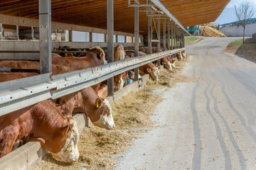 some cattle in a barn