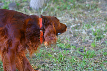 Dog breed Irish Red setter