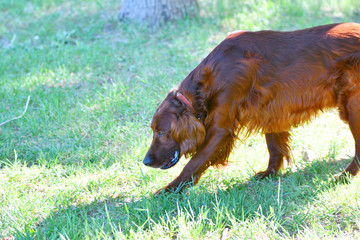 Dog breed Irish Red setter