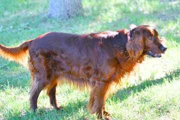 Dog breed Irish Red setter