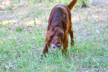 Dog breed Irish Red setter