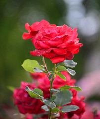 Close up of beautiful red roses in the garden