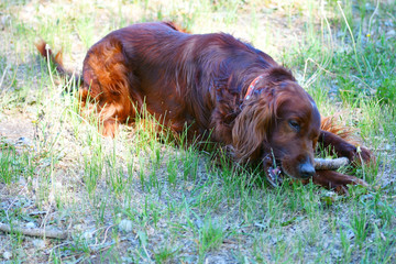 Dog breed Irish Red setter