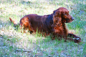 Dog breed Irish Red setter