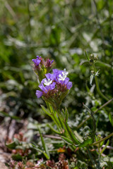 Plant (Limonium sinuatum) grows close-up