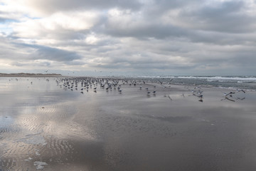 Seagulls at the beach with waves and clouds