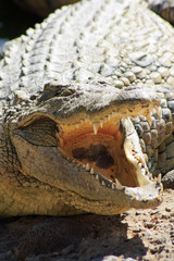 Obraz premium Stumpfkrokodil