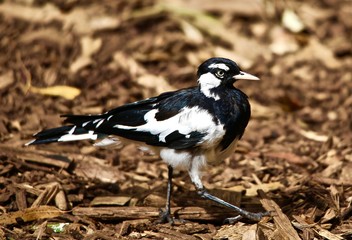 woodpecker