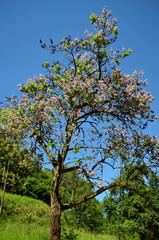 Blühender Trompetenbaum im Kaiserstuhl