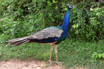 Obraz premium Indian peafowll in Yala National Park Sri Lanka