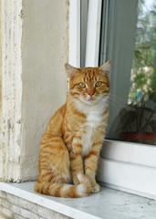 Ginger tabby cat with yellow eyes sitting near window. Outdoor scene, close-up view