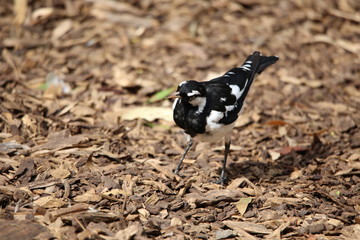 woodpecker