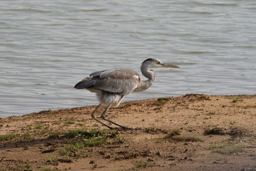 grey heron in Yala National Park Sri Lanka