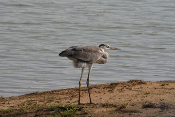 grey heron in Yala National Park Sri Lanka