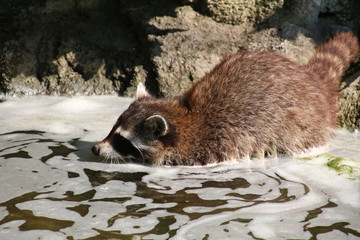 bain
