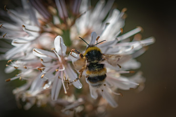 bee on flower