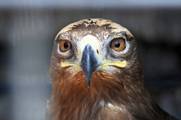 Adler