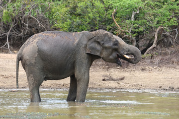 elephant drinking in Yala National Park Sri Lanka