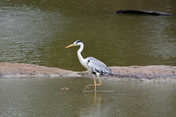 grey heron in Yala National Park Sri Lanka