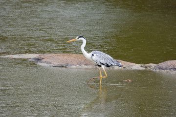 grey heron in Yala National Park Sri Lanka