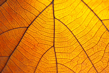 Fototapeta premium Leaf pattern When affecting sunlight