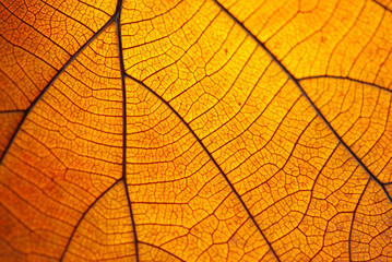 Naklejka na ściany i meble Leaf pattern When affecting sunlight