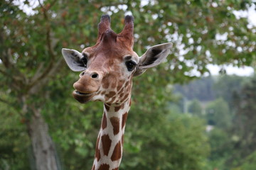 zoo
